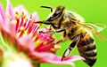 Пчел научили моментально определять коронавирус