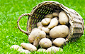 Белорусский айтишник просит защитить свой картофельный бизнес в России