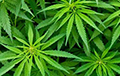 В Дзержинском районе обнаружили три плантации марихуаны