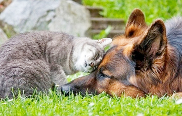 Кто больше предан человеку — кошки или собаки?