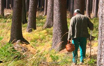 «Не помните мне грибы»: в белорусских лесах произошел показательный случай