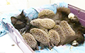 Видеофакт: Кошка усыновила восьмерых ежей