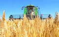 В Беларуси - неурожай зерна