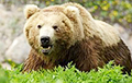 Видеохит: Медведь загнал двух россиян на дерево и караулил их