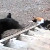 Храбрая кошка проучила наглого медведя (Видео)