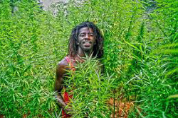 Правительство Ямайки легализовало марихуану