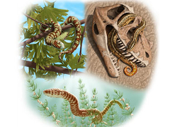 Найдены древнейшие ископаемые змеи планеты