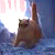 Голодный кот стал звездой YouTube, пробив снежную стену (Видео)