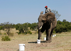 Слонов в ЮАР учат искать взрывчатку