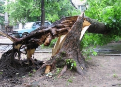 Ночной ураган в Москве вырвал десятки деревьев