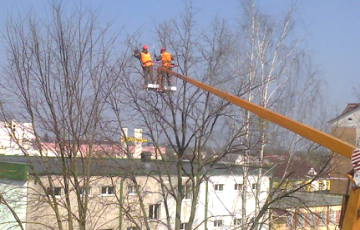 Работники ЖЭС в Малорите развесили на деревьях мертвых грачей