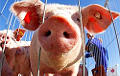 В Беларусь запретили ввозить свинину из одного региона России