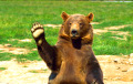 Медведь «перекрыл» трассу в Могилевской области