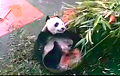 Ради комфорта панда из Китая научилась имитировать беременность