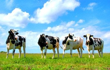 170 коров убежали из Украины в Беларусь