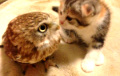 Дружба котенка и совы стала хитом соцсетей