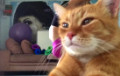 «Нахабны кот» назбіраў 3 мільёны праглядаў на YouTube