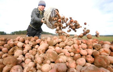 Rosselkhoznadzor rejected Belarusian potatoes
