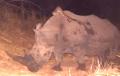 Зоологи сняли на видео, как генетта прокатилась на носороге