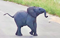 Играющий с ласточками слоненок из ЮАР стал звездой YouTube