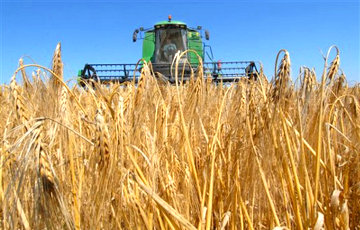 Урожай зерна в России оказался худшим за три года