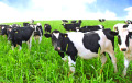 «Правительство должно думать о развитии, а оно доит коров»