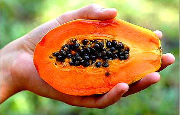 Беларусь - родина папайи