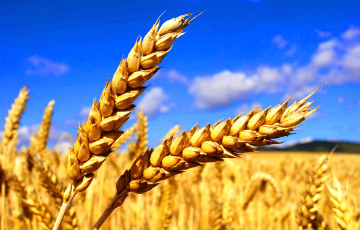 Ошмянский инженер украл пять тонн пшеницы