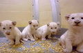 Зоопарк Торонто показал родившихся в сентябре белых львят
