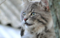 Шведский кот неожиданно оказался во Франции за 1700 километров от дома