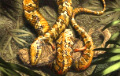 Ученые выяснили, как змеи лишились ног