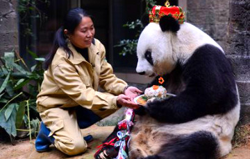 В Китае отпраздновали юбилей панды-долгожителя