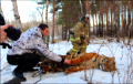 В Воронеже поймали гуляющего вдоль шоссе тигра