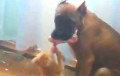 Видео, как котенок отбирает еду у пса, стало хитом