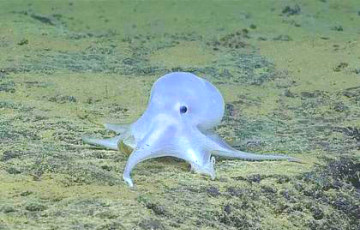 Океанологи нашли осьминога-призрака