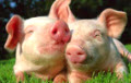 Жители Молодечно протестуют против свинокомплекса