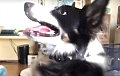 Видеохит: Танцующая собака развеселила пользователей сети