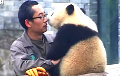 Видеохит: Панда любит обниматься и позировать для селфи