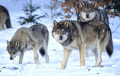 В Гродненской области внезапно появились целые выводки волков