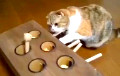 Видеохит: Кот усердно пытается поймать игрушечную мышь