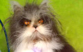Кот, который выглядит как чокнутый профессор, стал звездой Инстаграма