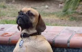 Видеохит: Собака впервые залезла в бассейн с гидромассажем