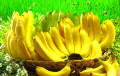 Фермер из-под Витебска: Бананы у нас растут, как огурцы