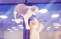 Видеохит: Котенок сбежал к своему другу в зоомагазине