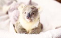 Маленькая коала стала звездой YouTube