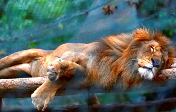 В венесуэльском зоопарке около 50 животных умерли от голода