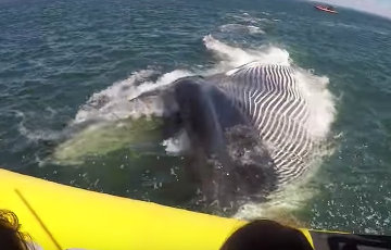 Видеохит: Огромный кит чуть не проглотил лодку с туристами