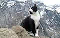 Кот дапамог выбрацца турысту, што заблукаў у Альпах