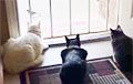 Видеохит: как собака заставила кошек взлететь