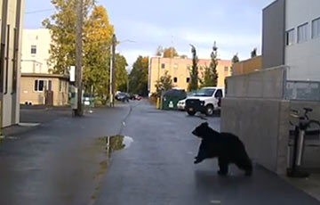 Видеохит: Медведь гуляет по улицам города на Аляске